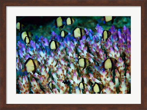 Framed Humbug fish, Marine Life Print