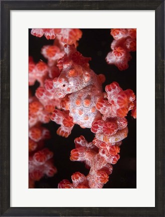 Framed Indonesia, Pygmy seahorse, seafans, Marine Life Print