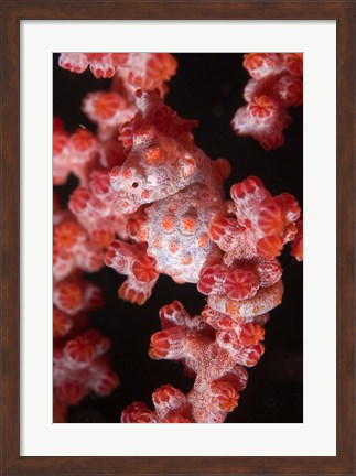 Framed Indonesia, Pygmy seahorse, seafans, Marine Life Print