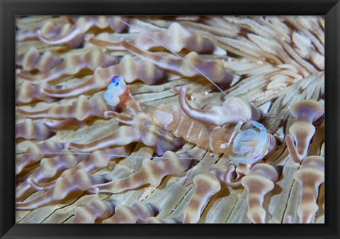 Framed Shrimp, Anemone, marine life Print