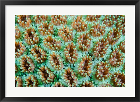 Framed Close-up of anemones Print