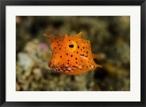 Framed Close-up of juvenile cowfish Print