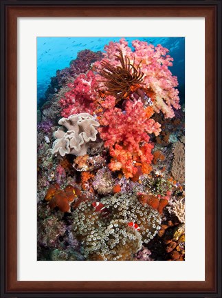 Framed Coral, Raja Ampat, Papua, Indonesia Print