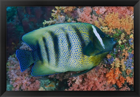 Framed Fish and coral, Raja Ampat, Papua, Indonesia Print