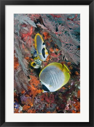 Framed Fish swimming near coral, Raja Ampat, Papua, Indonesia Print