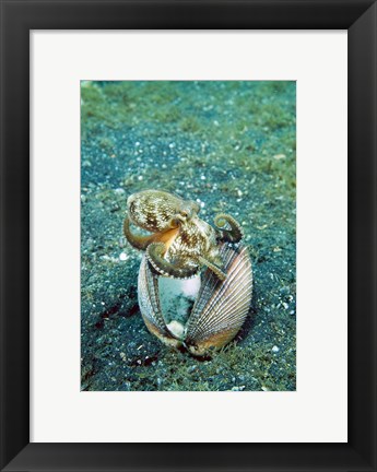 Framed Octopus marine life Print