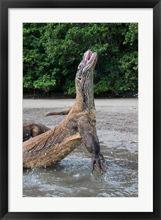 Framed Komodo dragon rising out of water Print