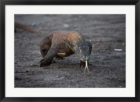 Framed Close-up of Komodo dragon Print