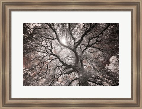 Framed Ethereal Tree Print