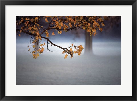 Framed Fog Leaf Print