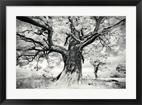 Framed Portrait of a Tree, Study 2 Print