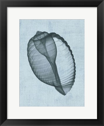 Framed Banded Tun Shell (light blue) Print