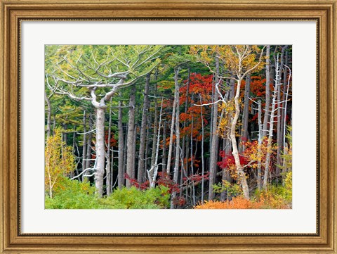 Framed Fall colors of the Fuji-Hakone-Izu National Park, Japan Print