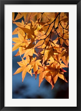 Framed Autumn maples on grounds of Hiroshima Castle, Japan Print