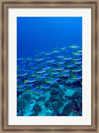 Framed Blue-Gold Fusilier fish, Raja Ampat, Indonesia Print