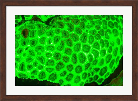 Framed Fluorescence, Raja Ampat region, Papua, Indonesia Print