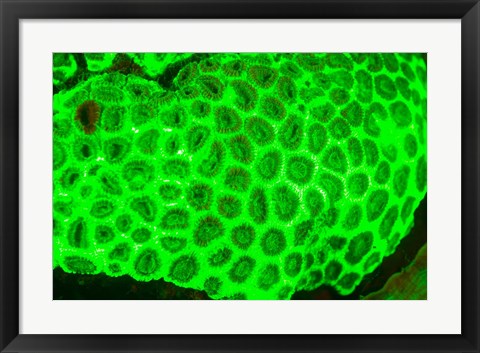 Framed Fluorescence, Raja Ampat region, Papua, Indonesia Print