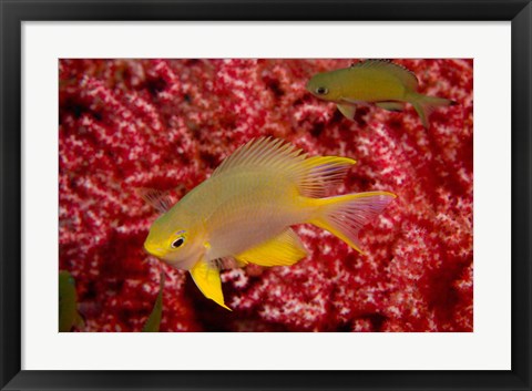 Framed Golden Damselfish, Gorgonian Sea Fan, Indonesia Print