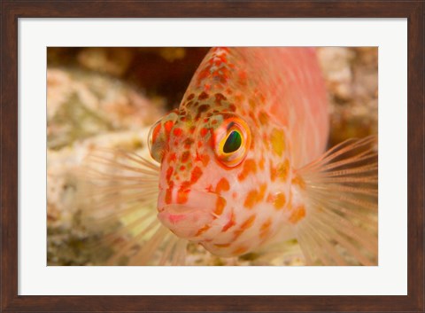 Framed Pixie Hawkfish, Banda Sea, Indonesia Print