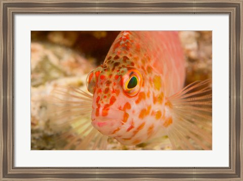 Framed Pixie Hawkfish, Banda Sea, Indonesia Print