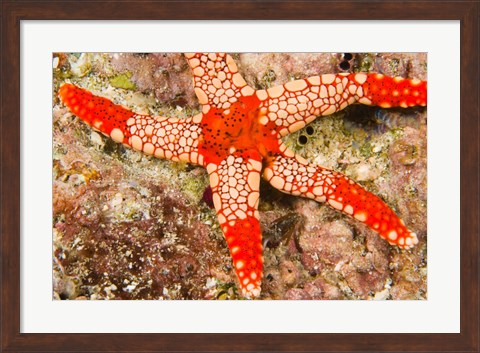 Framed Sea Star, Banda Island, Indonesia Print