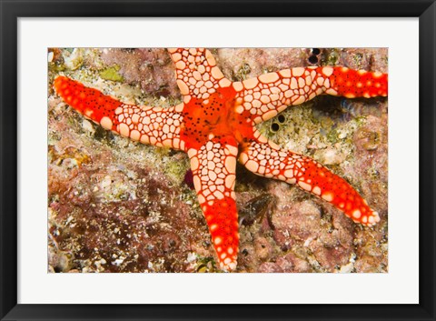 Framed Sea Star, Banda Island, Indonesia Print