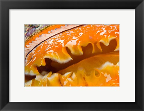 Framed Thorny Oyster Mantle Detail and Eyes, Banda Sea, Indonesia Print