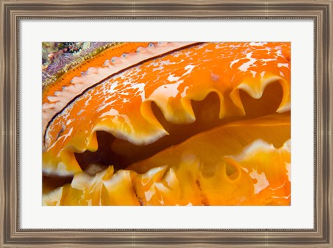 Framed Thorny Oyster Mantle Detail and Eyes, Banda Sea, Indonesia Print