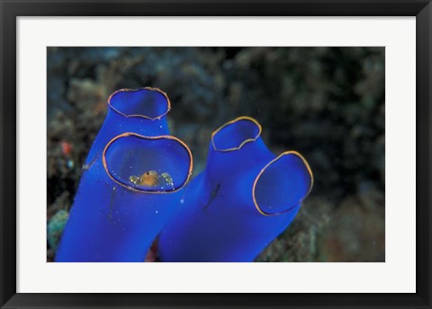 Framed Crab Peeking From Tunicate, Irian Jaya, Indonesia Print