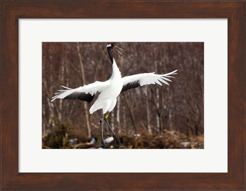 Framed Japanese crane, Hokkaido, Japan Print