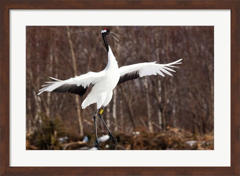 Framed Japanese crane, Hokkaido, Japan Print