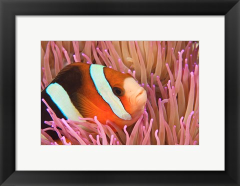 Framed Anemonefish, Scuba Diving, Tukang Besi, Indonesia Print