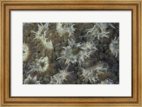 Framed Coral Polyps Feeding, Papua, Indonesia Print