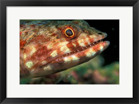 Framed Lizardfish, Indonesia Print