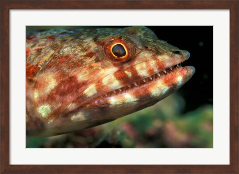 Framed Lizardfish, Indonesia Print