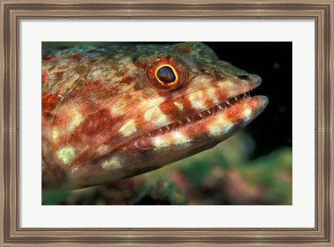 Framed Lizardfish, Indonesia Print