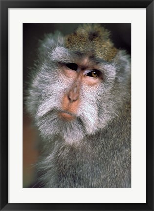 Framed Long Tailed Macaques, Sacred Monkey Forest, Ubud, Bali, Indonesia Print