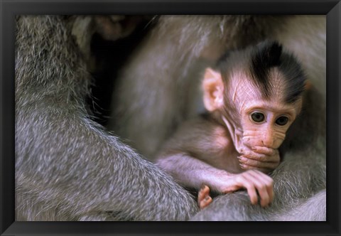 Framed Indonesia, Bali, Ubud, Long tailed macaque Print