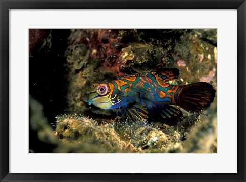 Framed Indonesia, Indo Pacific Mandarinfish Print