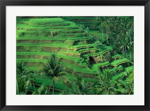 Framed Bali, Tegallalan, Rice Terrace Print