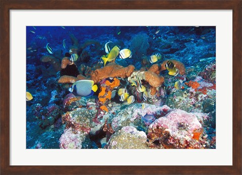 Framed Coral Reefs, Papua, Indonesia Print