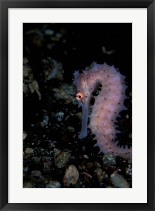 Framed Thorny Seahorse, Indonesia Print