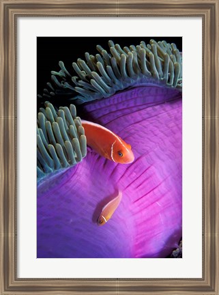 Framed Anemonefish swimming in anemone tent, Indonesia Print