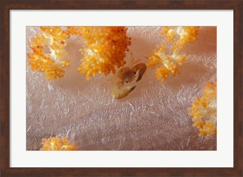 Framed Crab on Soft Coral, Indonesia Print