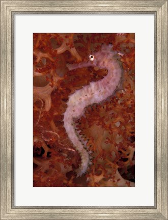 Framed Thorny Seahorse on Soft Coral, Indonesia Print