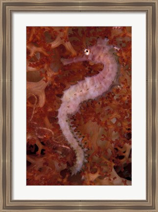 Framed Thorny Seahorse on Soft Coral, Indonesia Print