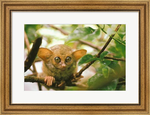 Framed Oceania, Indonesia, Sulawesi Tarsier, Primate Print