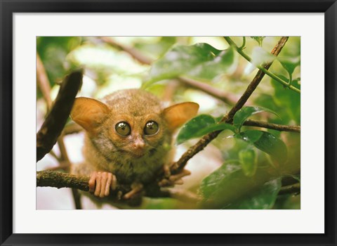 Framed Oceania, Indonesia, Sulawesi Tarsier, Primate Print