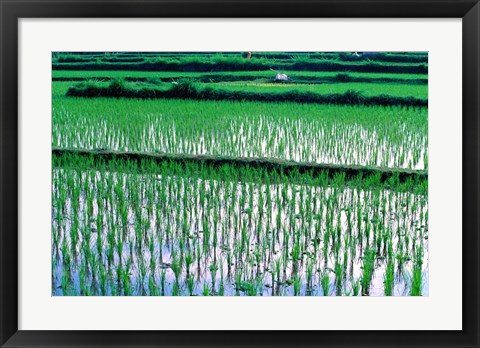 Framed Rice Cultivation, Bali, Indonesia Print