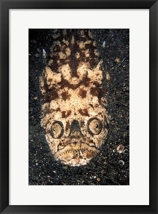 Framed Indonesia, Stargazer (Uranoscopidae sulphureus) Print